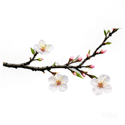花朵，梅花